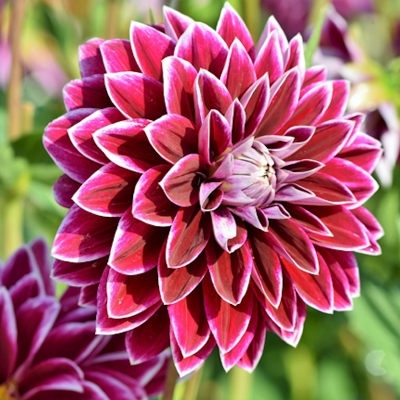 Picture of Dahlia flower seeds bonsai deep color seed -25 pice