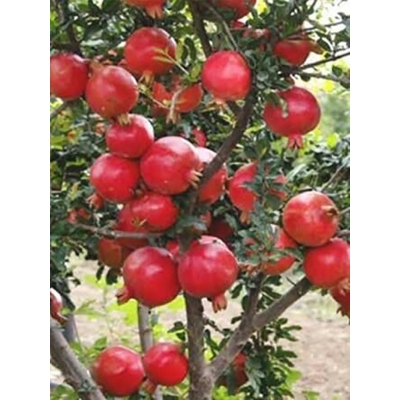 Picture of Bedana Fruit Densley Productive Bonsai Seed Seed-15 Piece Seeds