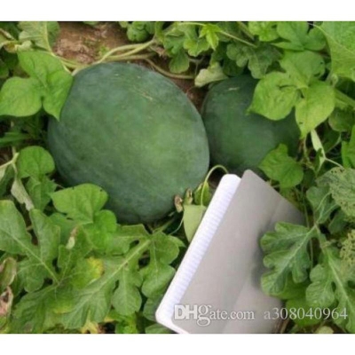 Picture of Sugar Baby Watermelon Fruit Seeds Garden Decoration Seed-10 Peace Seeds