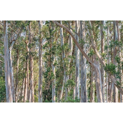 Picture of Akashmani Tree Seeds -30 PCS (Seeds of Aeron tree)