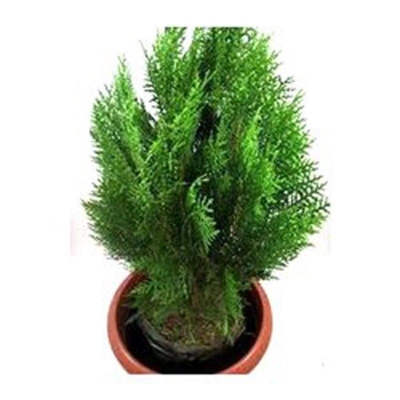Picture of Pubon Zhou Tree Seed -100 Piece (Global Seed)
