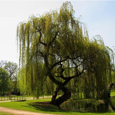 Picture of Weeping Tree Seeds -10 PCS (Wiping Tree Seed))