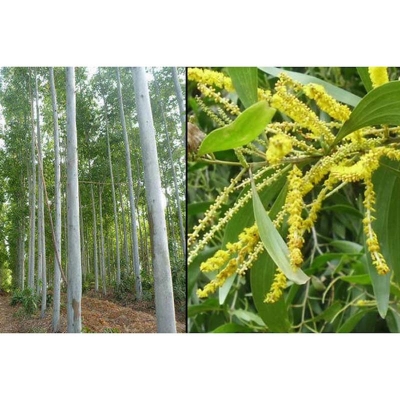 Picture of Akashmani Tree Seeds -40 PCS (Seeds of Aeron tree)