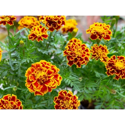 Picture of Ganda yellow/red seed -30 pice (global seed)