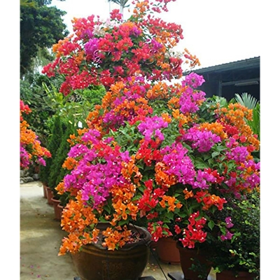 Picture of Bogenvilia Mini Seed -10 Piece (Global Seed)