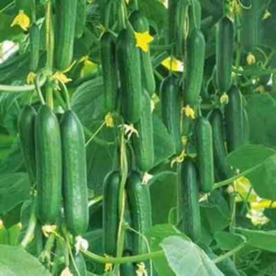 Picture of All Season Cucumber Seed (Bermassi Cucumber Seed) --- 30+ Pieces Intec Pack