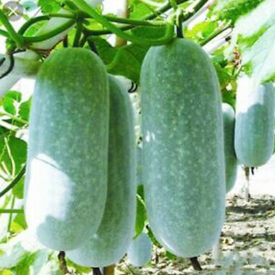 Picture of Wax gourd/chalkumra (rice cucumber seed) seed - 90 pieces intake pack