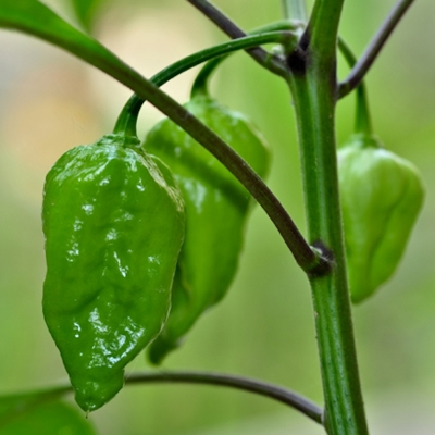 Picture of Naga Chili Seeds - 25+PCS Packet (Bermassi Bombay Chilli Seed Intake Packet)