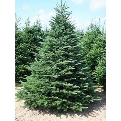 Picture of Rare Bonsai-30 Piece Seeds for Tree Seeds