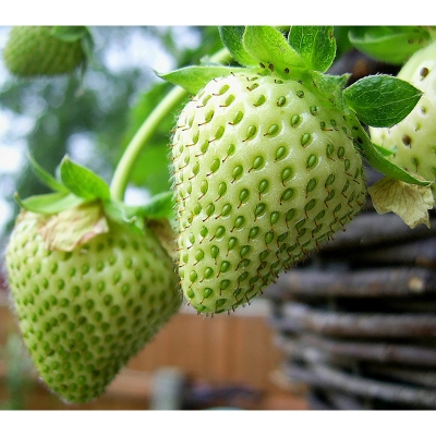 Picture of Green Strawberry Seed Fruit Seeds Inherit the Super Strawberry Garden Seed-50 Peace Seeds