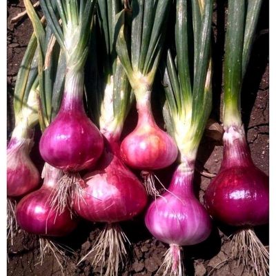 Picture of Red onion 'tropea rossa lunga' -allium cepa seed -100 pice bags