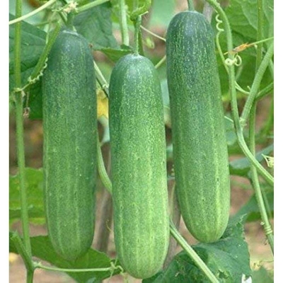 Picture of All Season Cucumber Seeds (Bermassi Cucumber Seed) 30+ Pieces Intec Pack