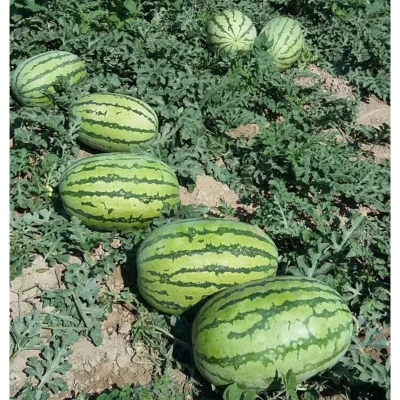 Picture of Sugar Baby Watermelon Seeds Citrulus Lantus Fruit Seed Garden Decoration Plant-10 Peace Seeds