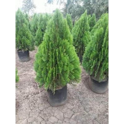 Picture of Pubon Zhou Tree Seed-50 Piece (Global Seed)