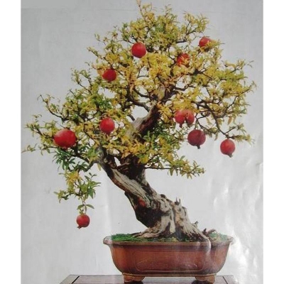 Picture of Bonsai pomegranate seed-20 pice (global seed)