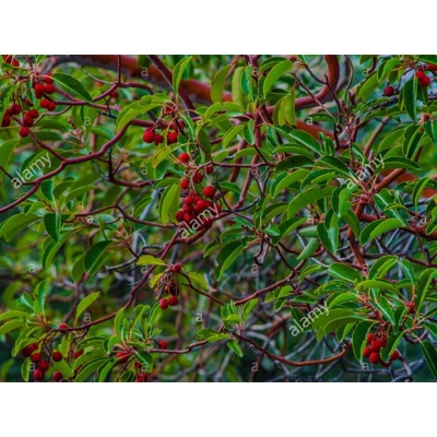 Picture of Blood Chandan Tree Seed-5 Piece (Blood Chandly Seed) Global Seeds