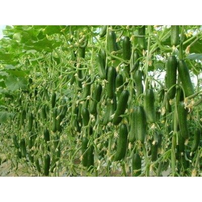 Picture of Hybrid cucumber seeds for a very short time and delicious -30 pice