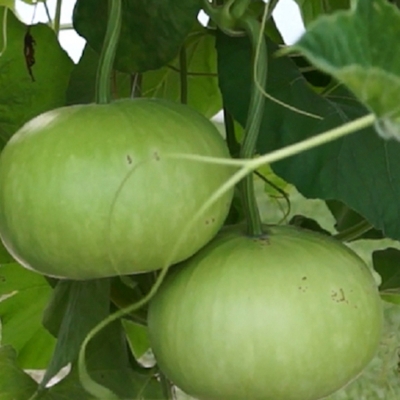 Picture of Green Round Lau Seed (Round Lau Seed) - 5 Piece