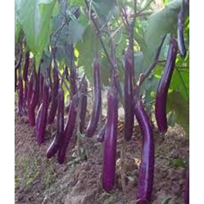 Picture of Bancim purple long eggplant eggplant eggplant -100 seeds
