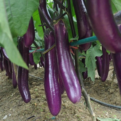 Picture of Bankim purple long eggplant eggplant eggplant-10 g packet seeds