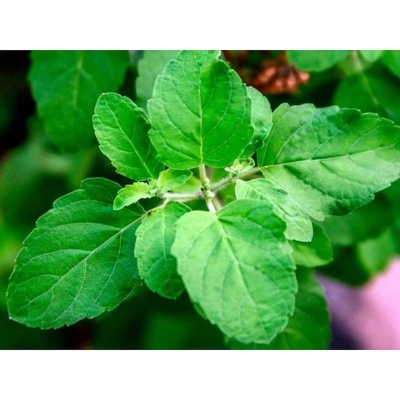 Picture of Tulsi Biz/Basil Seed (Tulsi Seed) -20 Piece