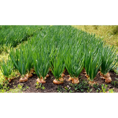 Picture of Bangladeshi Piaz Biz 5 Piece