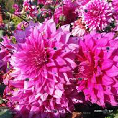 Picture of Dahlia flower seeds bonsai pink-colored seed -25 pice