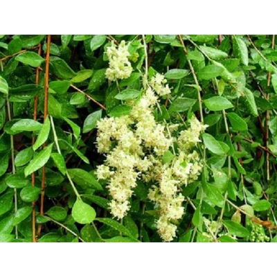 Picture of Mehendi Bonsai Tree Seeds -50 PCS (Seeds of Mehdi Tree)