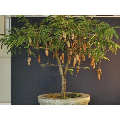 Picture of Sweet sesame seeds -10 pice (Misty Tetul Seed) Global Seeds