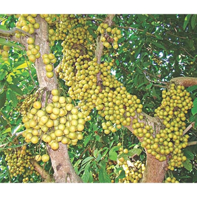 Picture of 5 PCS Latkan Tree Seeds (Biz of Pendant Trees)