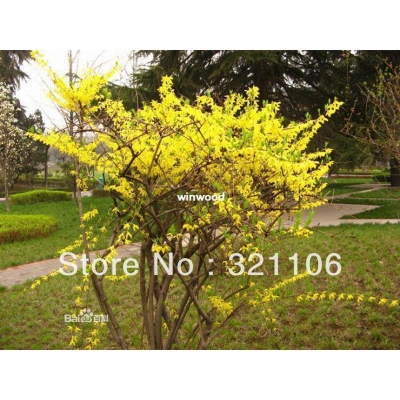 Picture of 15 PCS Seeds Good Effect Herb Weeping Forsythia Tree Seeds
