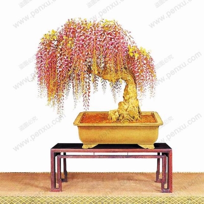 Picture of 10pcs Rare Gold Mini Bonsai Wisteria Tree Seeds