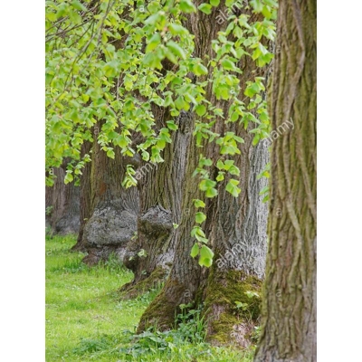 Picture of Belgium Tree Seeds -10 PCS (seeds of Belgium tree) global seeds