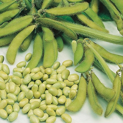 Picture of Soybean Tree Seeds -30 PCS