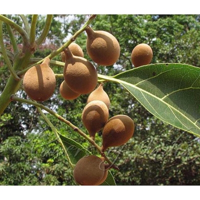 Picture of Deaf Tree Seeds -5 PCS (seed seeds)