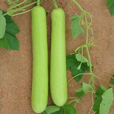 Picture of Long Green Lau Seeds - 10 Pieces (Intek Packet)