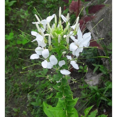 Picture of Rare Eoxia flower seeds white -50 pcs