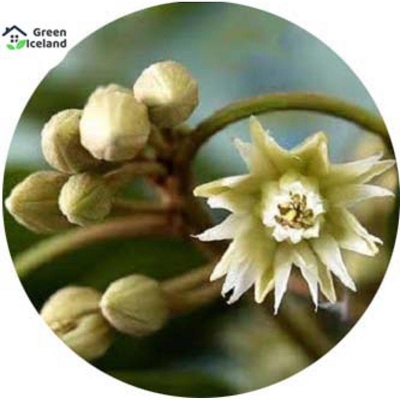 Picture of Natural bark/bud flower seeds (bakul flower seeds) - 10 pce seeds