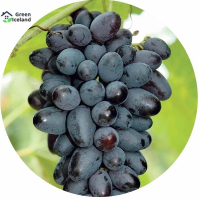 Picture of 10 Piece Black Finger Grapefruit -10 Piece Seed (imported global seeds)
