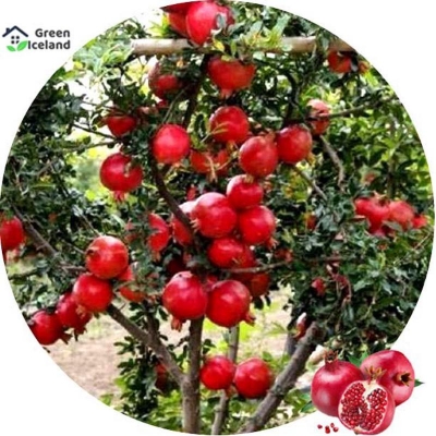 Picture of Pomegranate bonsai seeds (pomegranate fruit seeds)- 20 pce seeds