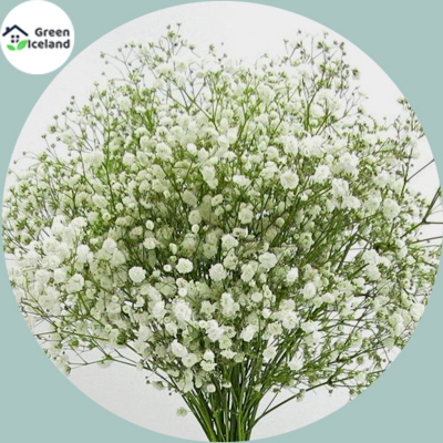 Picture of Gypsophila flower seeds (zipsi flower seeds) - 100 pce seeds