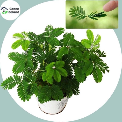 Picture of 20 Peace Organic Lozaboti/Mimosa Tree Seed (Lajabi Tchaar Seed) - 20 Piece Seeds