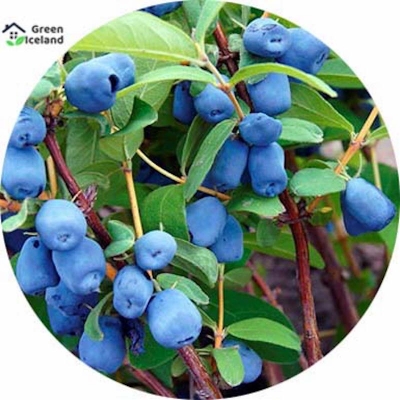 Picture of Lawnisara Kerulia Fruit Seeds (Haniberi blueberry) -50 Peace Seeds