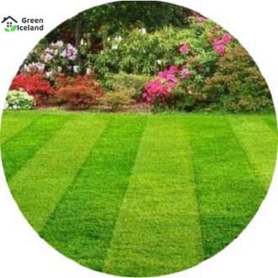 Picture of Rare 200 + PC Sports Field Grass Seed (Mahas Seed) - 200 + Piece Seeds
