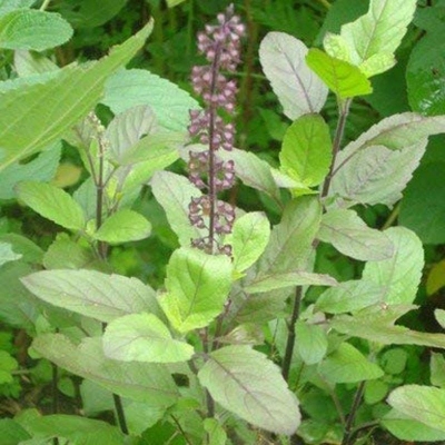 Picture of Tulsi/Basil Seed (Tulsi Seed) - 20 Piece