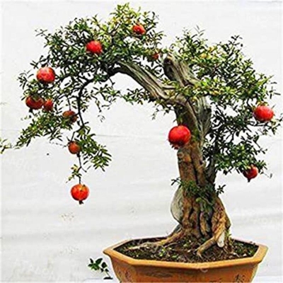 Picture of Bonsai pomegranate very sweet delicious fruit juicy tree seeds for-5 pce seeds for house garden
