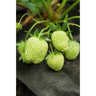 Picture of Green Strawberry Seed Fruit Seeds Inherit the Super Strawberry Garden Seed-50 Peace Seeds