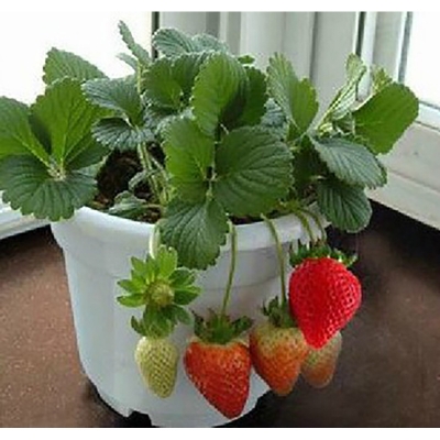 Picture of Bonsai Strawberry Seed -20 Piece (Global Seed)