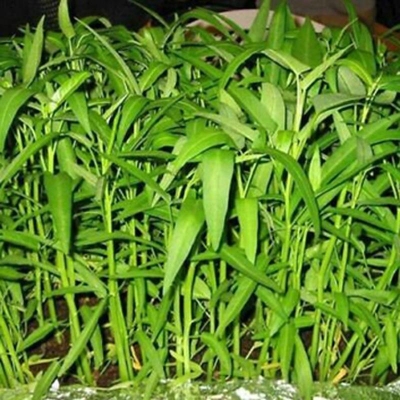Picture of Water Spinach Seeds (seeds of cultivated leaf) - 100+ pieces