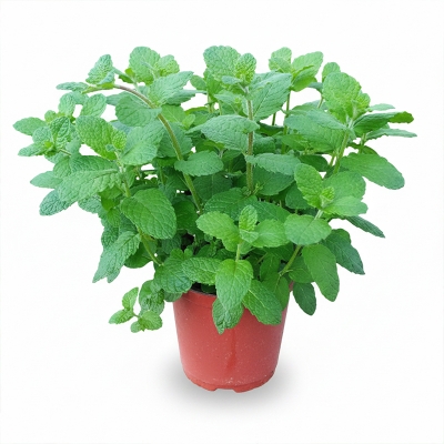 Picture of Pudina/ Mint Seeds 100 PCS (Mint's Biz) -100 Piece Intake Packet.
